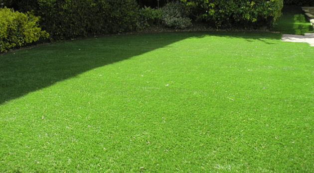 Rumput jepang hanjawong